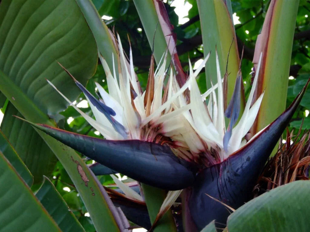 Giant Bird of Paradise Plant - 10-12 Inches Tall - Strelitzia Nicholai - Rooted Indoor Plant