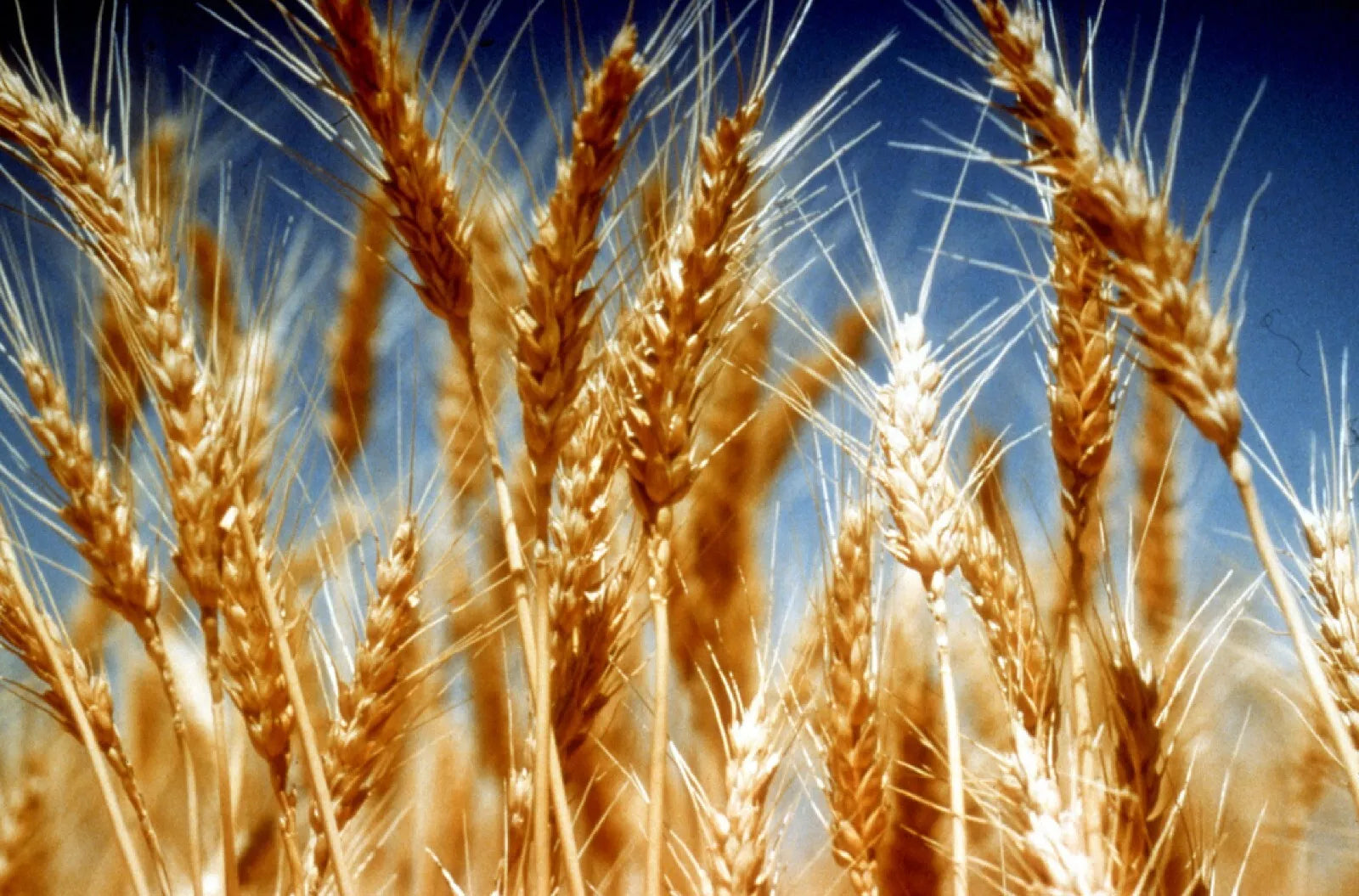 Organic Einkorn Seeds - 200+ Non-Hybrid Germination - Triticum monococcum - Heirloom Varieties, Free Shipping