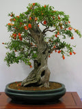 Pomegranate Bonsai Seeds - 20 Seeds - Edible Fruit - Punica granatum - Grow Your Own Bonsai Tree