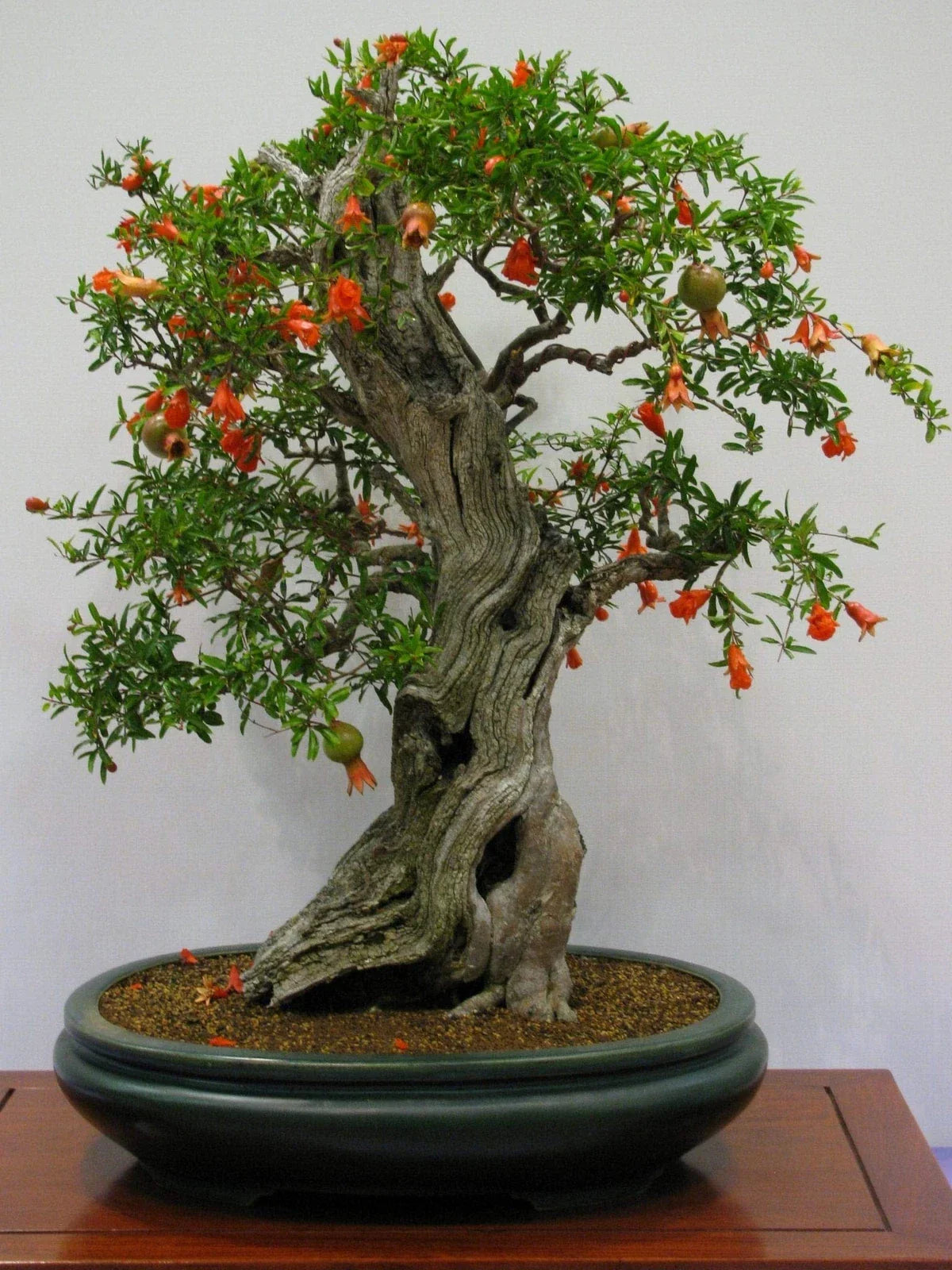 Pomegranate Bonsai Seeds - 20 Seeds - Edible Fruit - Punica granatum - Grow Your Own Bonsai Tree