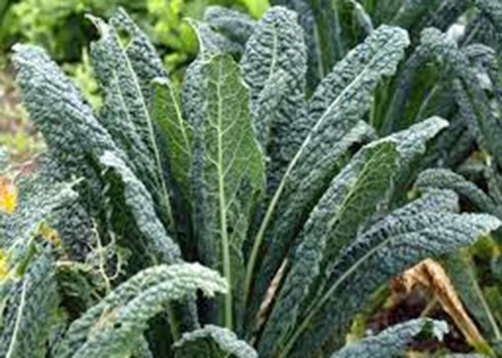 Kale Seeds - 1000 Non-GMO Premier Variety - Ideal for Salads and Cooking - Brassica oleracea
