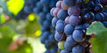 Live Plant Cutting "Carménère" Grape Vine 10-13" - Vitis vinifera