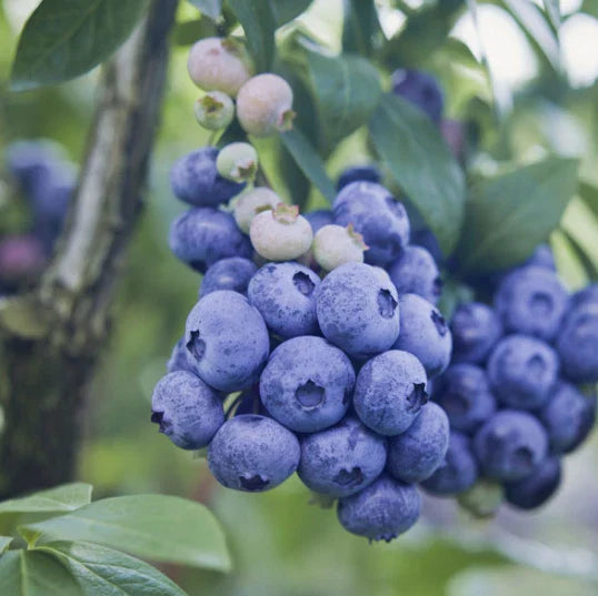 O'Neil Blueberry Bush Starter Plant - Southern Highbush Blueberry - Vaccinium corymbosum