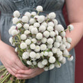 Gomphrena Seeds for Planting - White Variety - 50 Seeds - Audray White Gomphrena (Gomphrena globosa)
