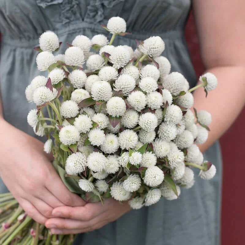 Gomphrena Seeds for Planting - White Variety - 50 Seeds - Audray White Gomphrena (Gomphrena globosa)