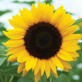 Sunflower Seeds for Planting - Black Oil Mammoth Variety - Ideal for Huge Sunflowers - Helianthus annuus