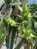 Dragon Fruit Cutting - 10 Rare Live Pitaya Cuttings, 3-5 Inches for Grafting - Hylocereus spp.