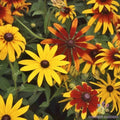 Gloriosa Mix Rudbeckia Seeds - 200+ Pack for Garden Planting - USA Grown - Easy to Grow Wildflowers