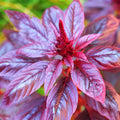 Red Garnet Amaranth Seeds - 1000+ Non-GMO Amaranthus Tricolor Annual - USA Grown, Free Shipping