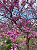 Eastern Redbud Tree Seeds - Pink - Cercis canadensis - Non-GMO, Heirloom, Easy to Grow