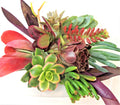 Large Succulent Cuttings Set + 2 Bonus Unique Color Cuttings - Uncommon Varieties for Propagation (Various Species)