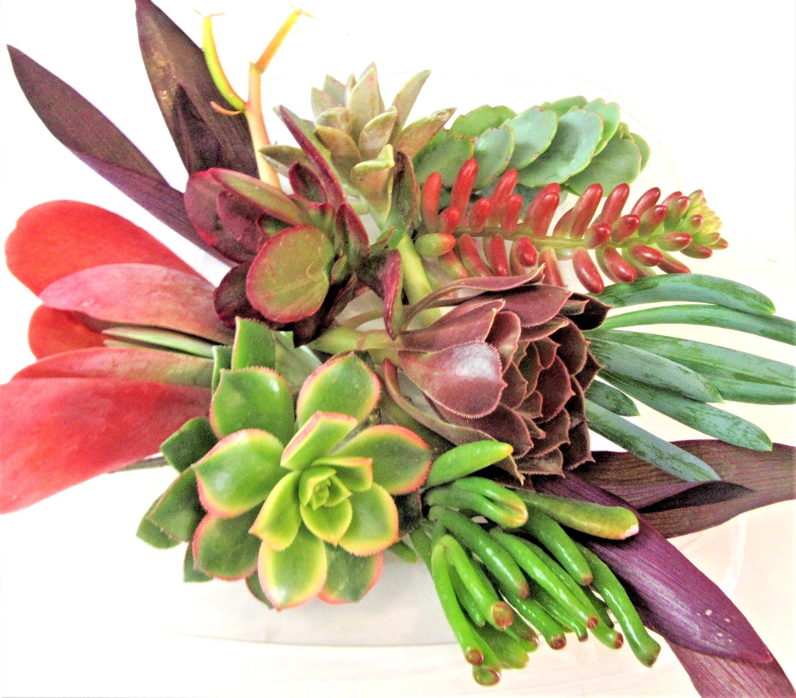 Large Succulent Cuttings Set + 2 Bonus Unique Color Cuttings - Uncommon Varieties for Propagation (Various Species)