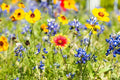 Wild Flower Seeds Packet Kit | Open-Pollinated Bulk Flower Seed Mix | Covers 10 Square Feet | Various Species