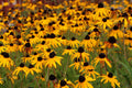 Black Eyed Susan Flower Seeds - 2,500+ Yellow Rudbeckia Hirta - Garden Seeds, Perennial Wildflower, Free Shipping