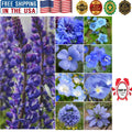 Wildflower Seed Mixture - 30,000 Seeds - Vibrant Blue - Colorful Summer Garden - Ideal for Pollinators
