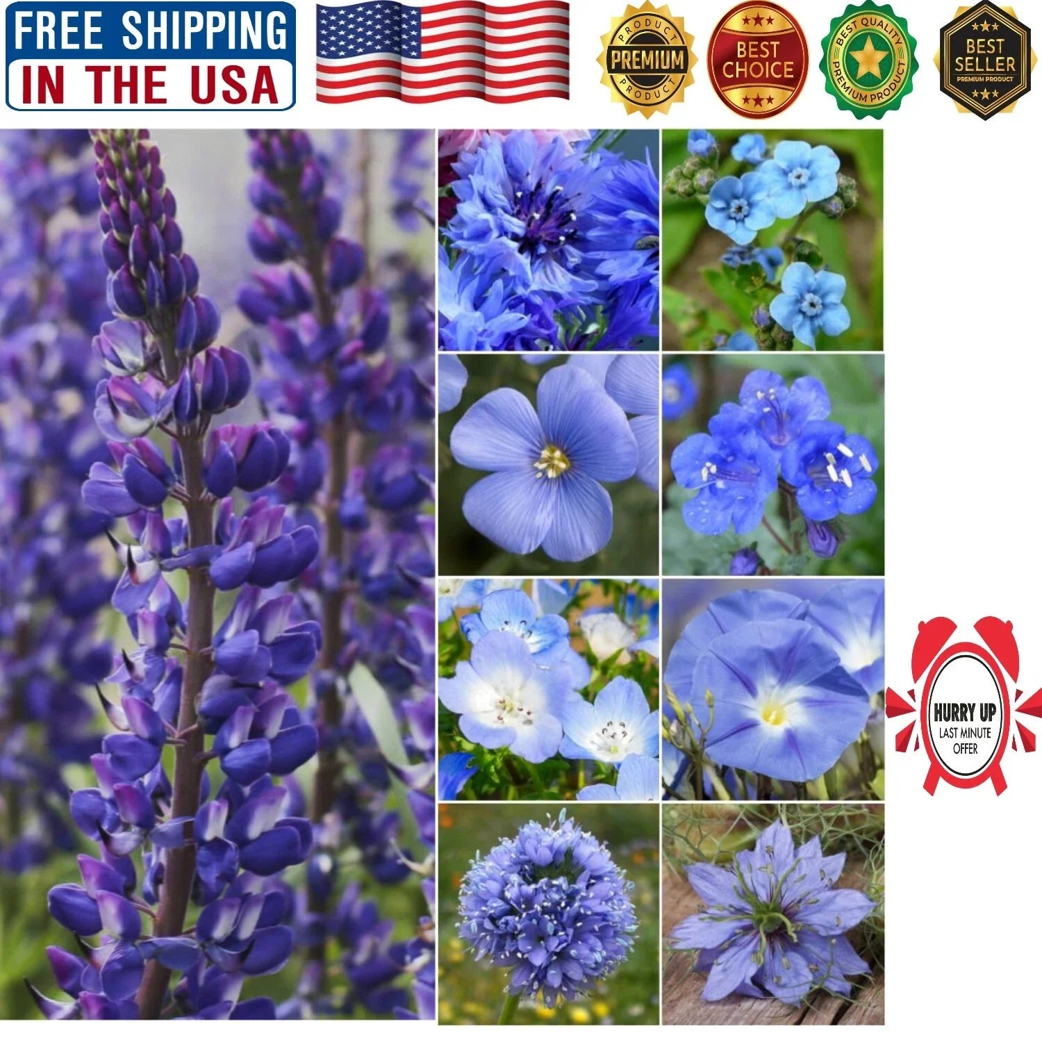 Wildflower Seed Mixture - 30,000 Seeds - Vibrant Blue - Colorful Summer Garden - Ideal for Pollinators