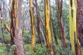 Eucalyptus Seeds - 50 Tasmania Yellow Perennial Flower Seeds - Eucalyptus globulus 1342