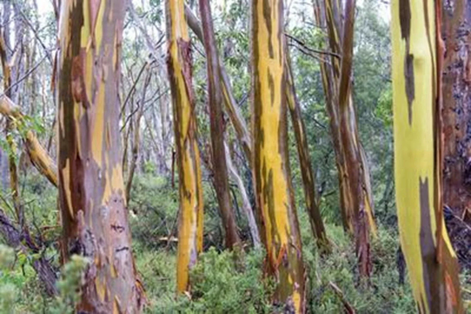 Eucalyptus Seeds - 50 Tasmania Yellow Perennial Flower Seeds - Eucalyptus globulus 1342