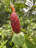 Costus Woodsonii Cuttings - Organic Red Indian Head Ginger - Hawaii Grown