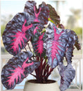 Colocasia esculenta Elephant Ear Plant - Small Rooted Starter - Tropical Houseplant - Live Indoor Plant