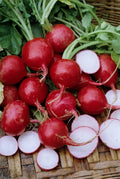 Champion Radish Seeds - 200+ Heirloom Organic NON-GMO - Raphanus sativus