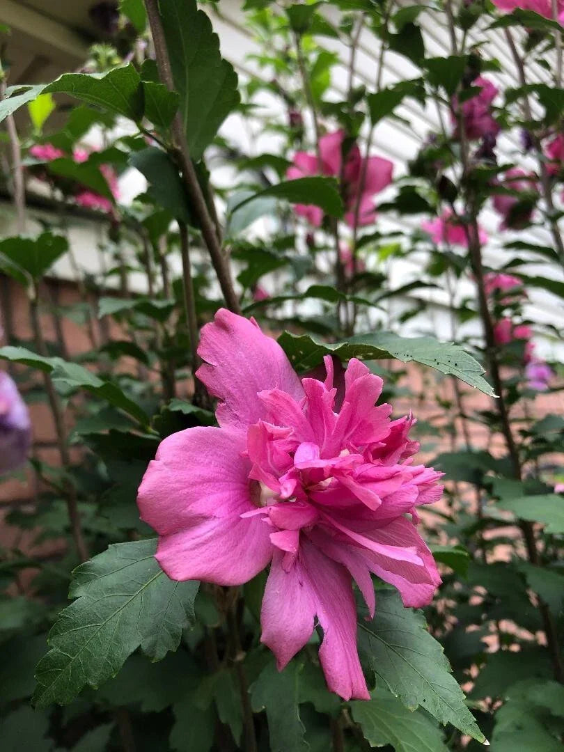 Red Double Rose of Sharon Cuttings - 3 Pieces, 8-10" Long, Hibiscus syriacus