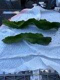 Vietnam White Dragon Fruit Cuttings 8”-24” - Hylocereus undatus - Exotic Fruit Plant Propagation