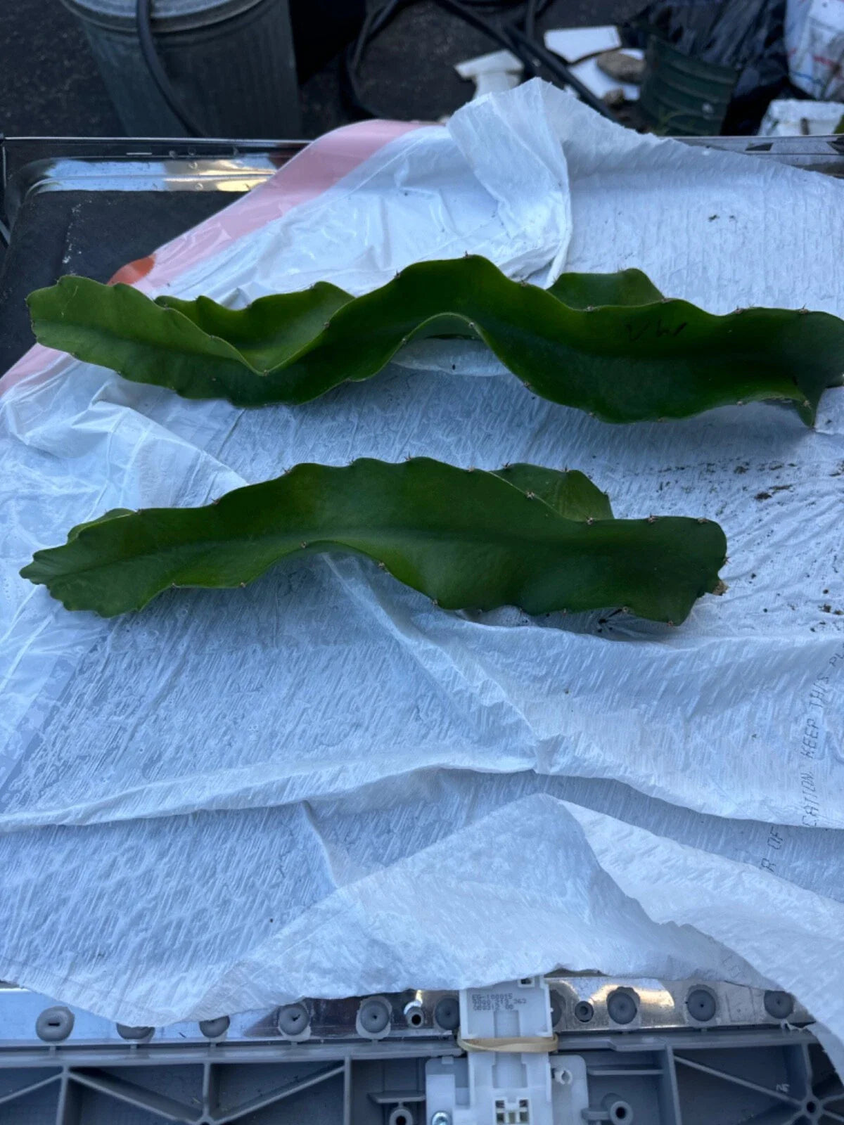 Vietnam White Dragon Fruit Cuttings 8”-24” - Hylocereus undatus - Exotic Fruit Plant Propagation