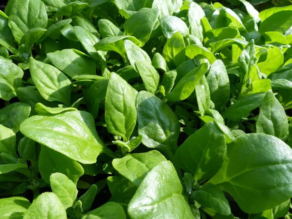 New Zealand Spinach Seeds, Bulk, Non-GMO Heirloom, Various Sizes, Tetragonia expansa