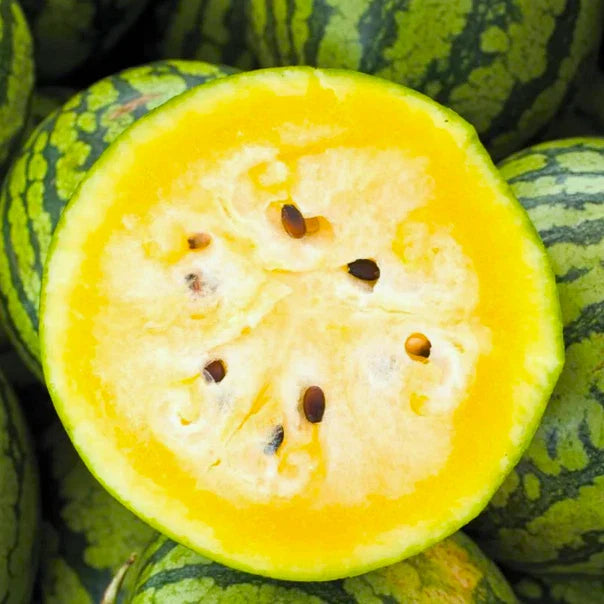 Mountain Sweet Yellow Watermelon Seeds - Bright Yellow Flesh - Ideal for 2025 Planting - Citrullus lanatus
