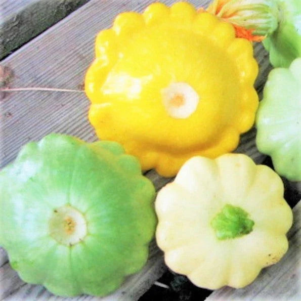 Patty Pan Squash Seeds - 3 Colors Mix (Yellow, Green, White) - Bush Scallop Squash - Ideal for 2025 Planting