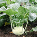 White Vienna Kohlrabi Seeds - 1000 Non-GMO Heirloom Seeds for Vegetable Gardening - Brassica oleracea