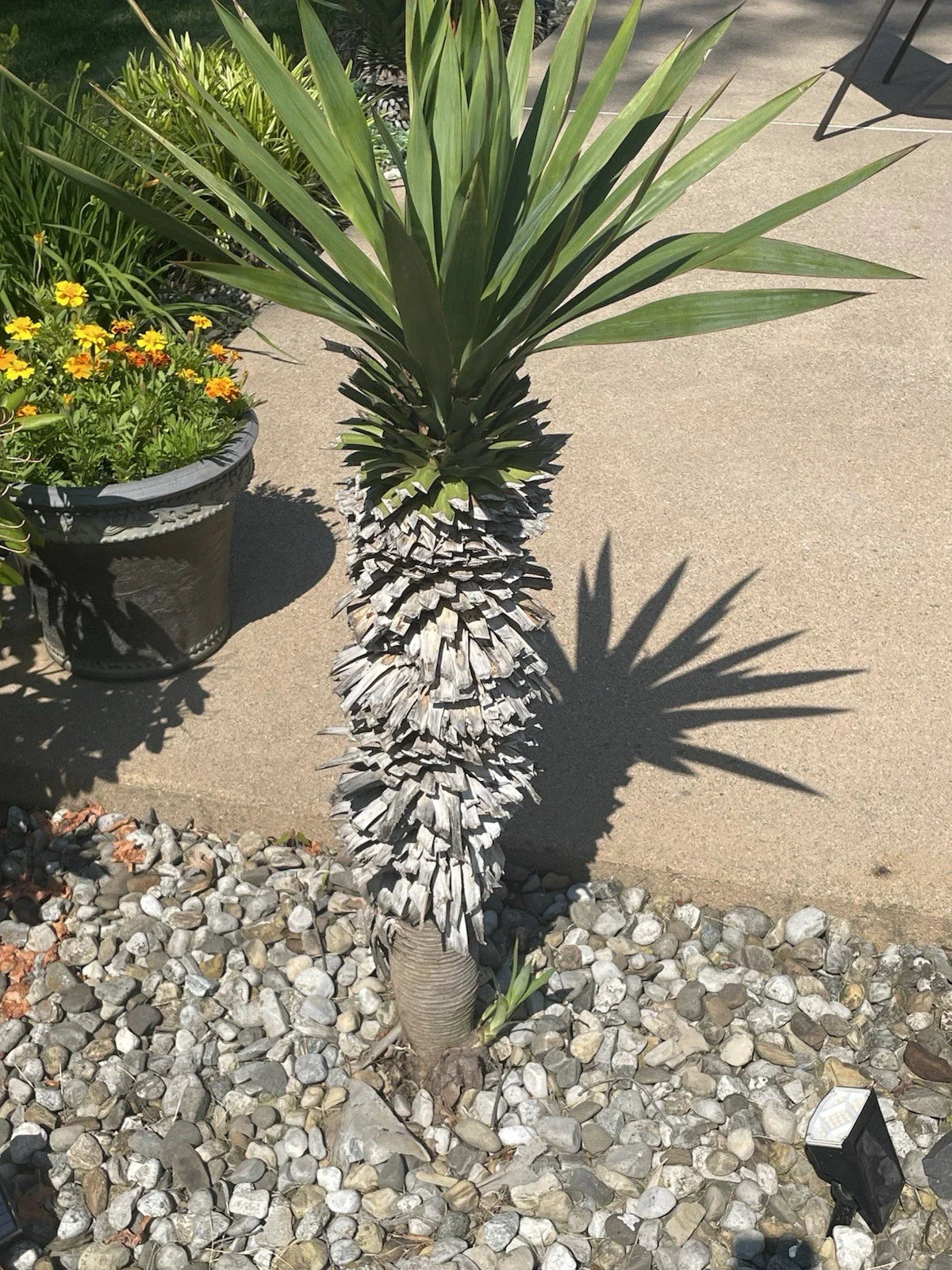 Yucca Pups Bare Root Plants - Hardy Succulent Varieties - Ideal for Indoor/Outdoor Gardens - Yucca spp.