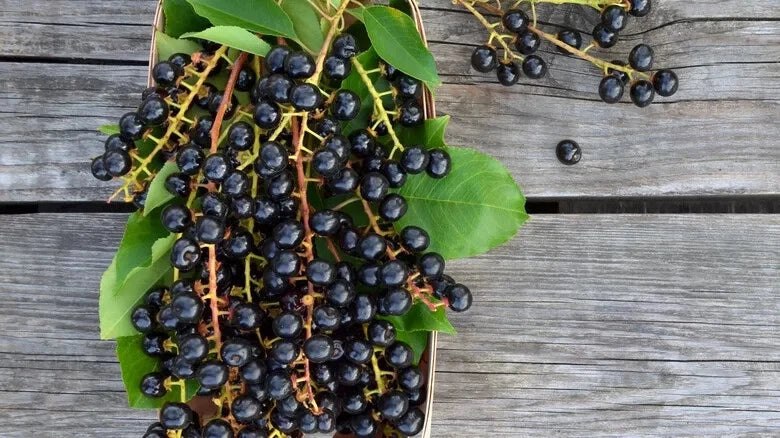 Black Cherry Seeds - 10+ Pack for Garden Planting - Prunus serotina - USA Grown