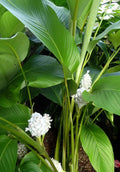 25+ Ice Blue Calathea Seeds for Planting - Tropical Indoor/Outdoor Garden - Calathea 'Dottie' - USA