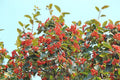 American Mountain Ash Seedling Plant - Sorbus Americana - Hardy Tree for Landscaping and Wildlife Gardens