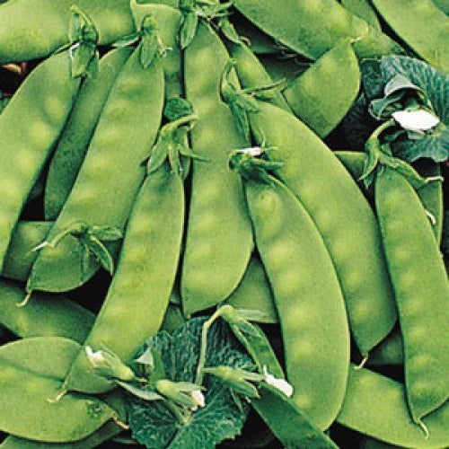 Sugar Daddy Pea Seeds - Fresh Seeds for Gardening - Pisum sativum - Non-GMO, High Yield Variety