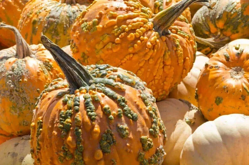 Knucklhead Pumpkin Seeds - Organic 10 Pack - USA Grown - Cucurbita pepo