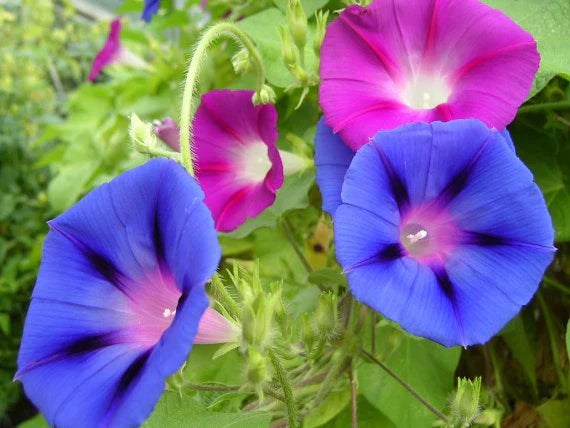 Mixed Colors Morning Glory Seeds - Fresh Flower Seed for Vibrant Gardens - ipomoea purpurea