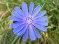 Chickroy Wildflower Seeds - 2,000 Seeds - Wildlife Food - Native Flower Mix for Planting