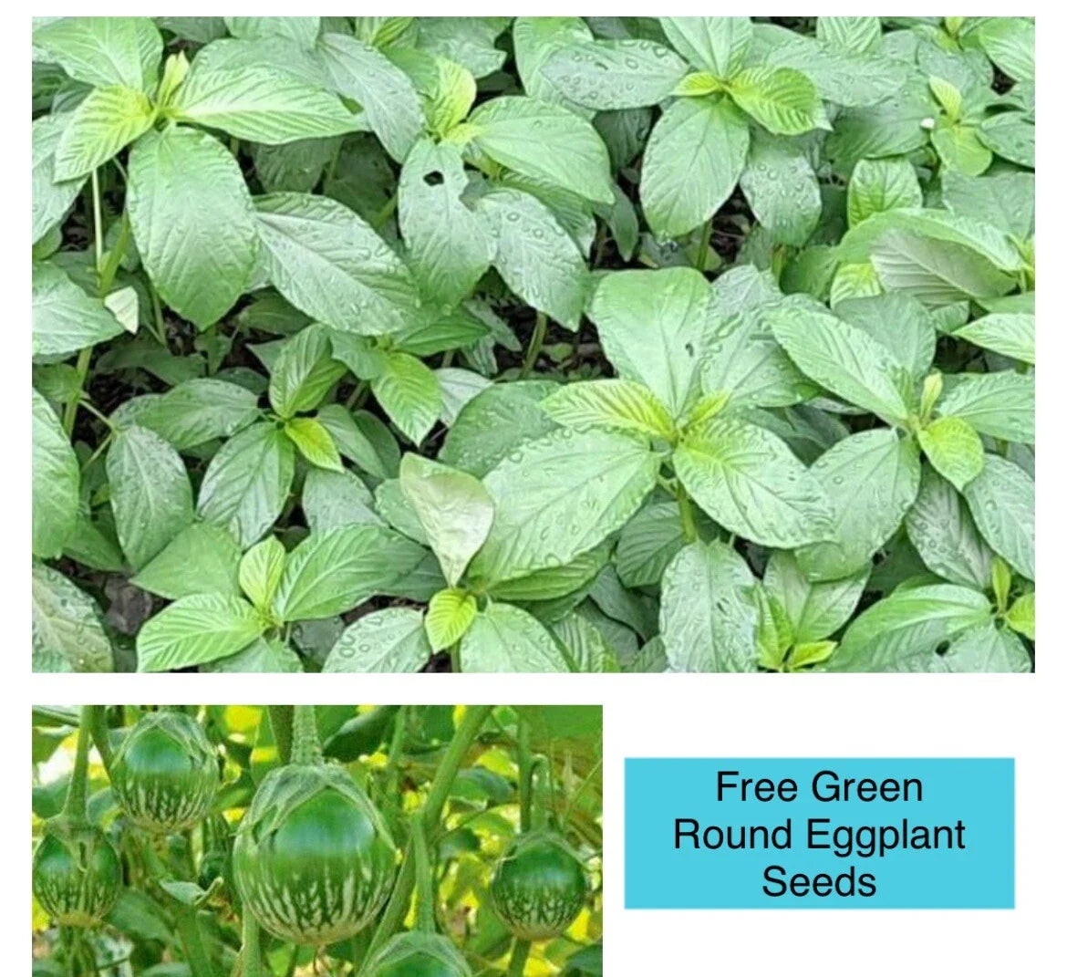 Egyptian Spinach Seeds - 200+ Seeds - Saluyot, Jute Molokhia - Ideal for Home Garden (Corchorus olitorius)