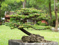 Money Plant Bonsai Tree Seeds - 30 Seeds - Weeping Fig - Ficus benjamina - Indoor Plant, Home Decor, Easy to Grow