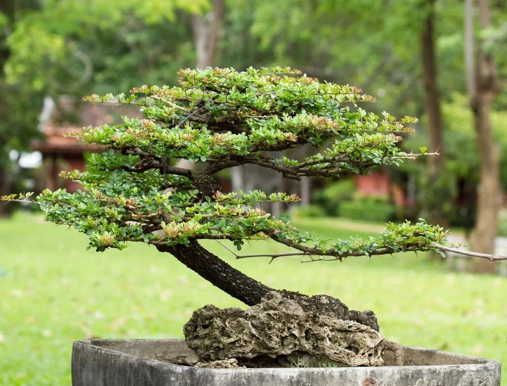 Money Plant Bonsai Tree Seeds - 30 Seeds - Weeping Fig - Ficus benjamina - Indoor Plant, Home Decor, Easy to Grow