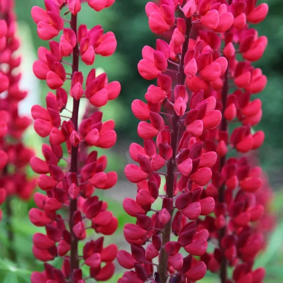 25 Lupine Seeds - Perennial Flower Seeds - Hardy Blue Flower - Lupinus perennis - US Seller