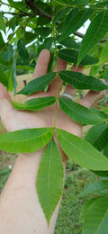 Pecan Seedling Cuttings 5 Live Green Non-Rooted Propagation Carya illinoinensis