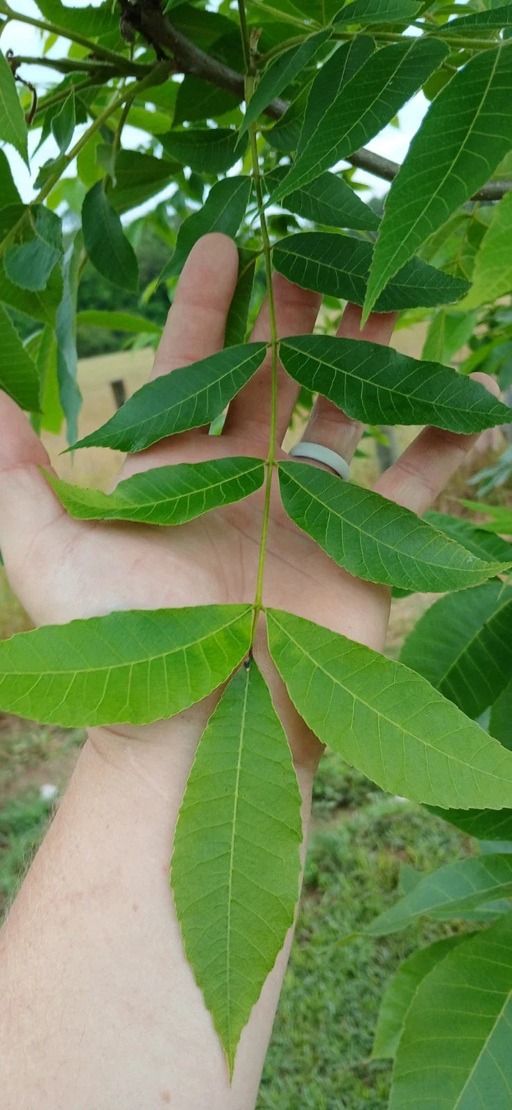 Pecan Seedling Cuttings 5 Live Green Non-Rooted Propagation Carya illinoinensis