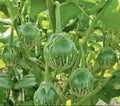 Thai Green Eggplant Seeds - 50+ Round Seeds - Solanum melongena - Heirloom Vegetable Seeds for Home Garden