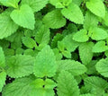 LEMON BALM SEEDS 1000+ Perennial Herb for Bees & Butterflies - Melissa officinalis - Garden Planting