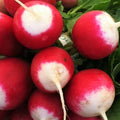 Sparkler Radish Seeds | Pink Red White Garden Root Vegetable Seed | Raphanus sativus