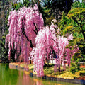 Weeping Sakura Cherry Blossom Tree Seeds - Fast Growing Hardy Variety (Prunus serrulata 'Pendula')